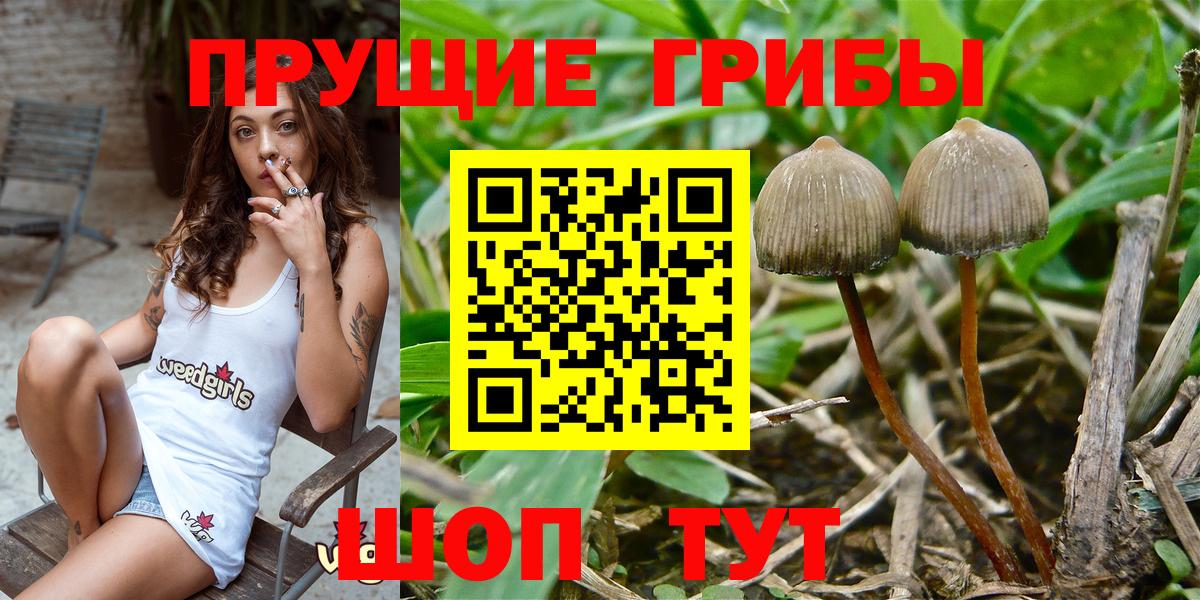 Борисоглебск  Псилоцибиновые грибы Psilocybine cubensis  Вход с VPN 